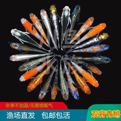 观背青鳉淡水无需加温