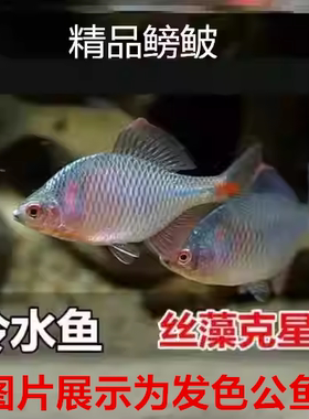 鳑鲏鱼冷水好养淡水群游