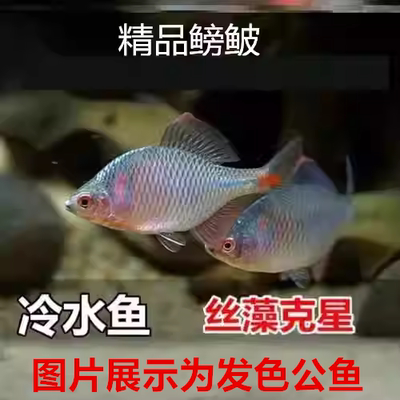 鳑鲏鱼冷水好养淡水群游
