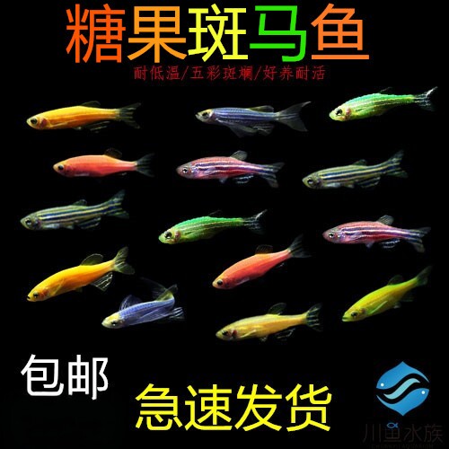 包邮 斑马鱼生态瓶冷水鱼斑马鱼红绿灯淡水鱼小型热带观赏鱼活体