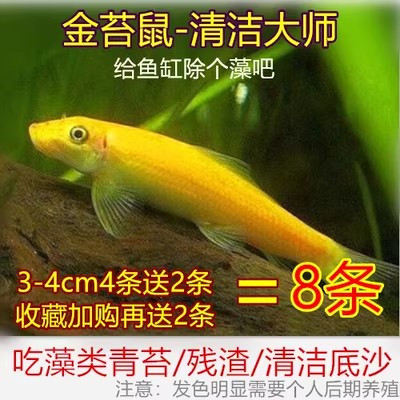 金苔鼠鱼活体淡水热带观赏鱼清道夫青苔鼠鱼缸清洁工具鱼除藻底栖-封面