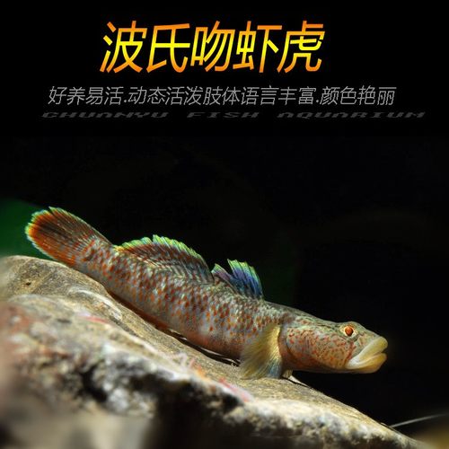 波士虾虎虾虎冷水鱼挖沙