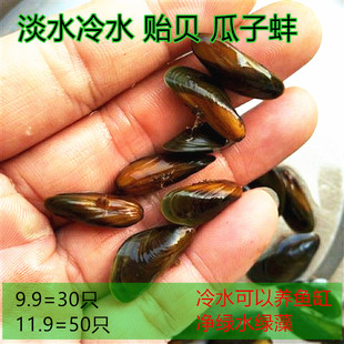 淡水贻贝瓜子蚌小河蚌黄金蚬活体淡水冷水小型水族鱼缸除藻观赏螺