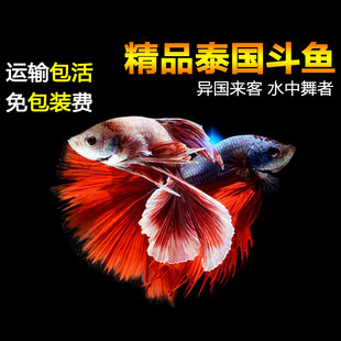 泰国斗鱼活体包邮巨斗半月暹罗展示级大斗练手鱼热带鱼观赏鱼活体