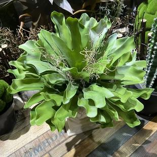 热带雨林仿真蕨类霸王鹿角蕨剑叶假沙漠多肉植物落地造景装饰摆件