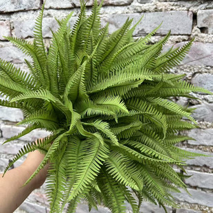 仿真绿植蕨类植物芒萁枝肾蕨 盆栽造景装饰花箱花盆插花造景把束