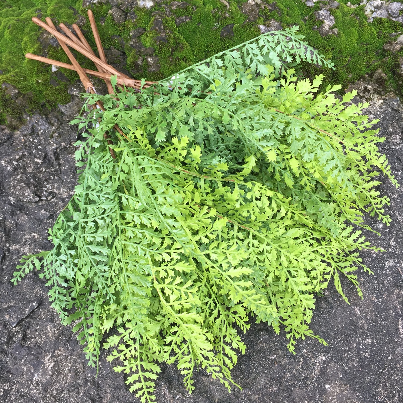 仿真蕨类植物溪洞碗蕨热带绿植背景墙装饰婚庆插花配叶手感塑胶叶