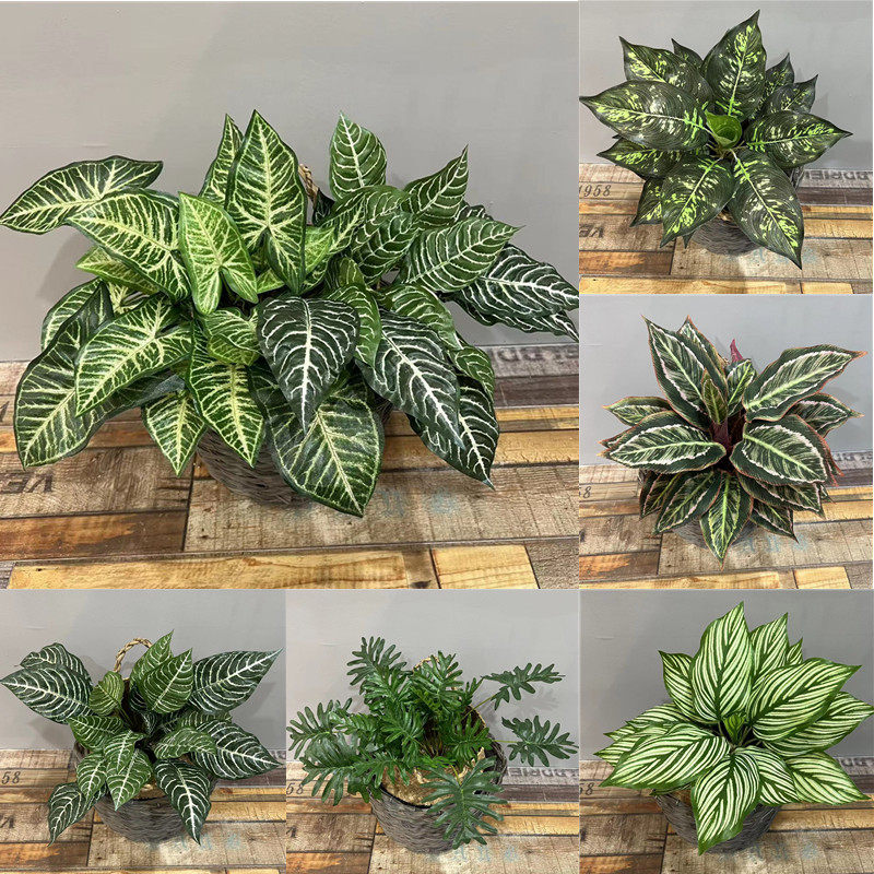把束大叶片仿真绿植地面造景装饰搭配万年青 斑马叶 海芋叶春雨叶,鲜花速递/花卉仿真/绿植园艺,仿真绿植,淘宝优惠券,粉丝福利购,淘宝优惠卷