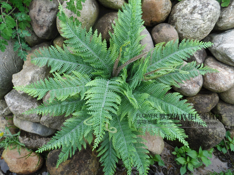 高档仿真蕨类植物叶子装饰叶蕨草