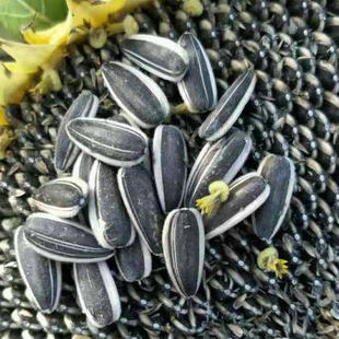 生瓜子葵花籽新货363大瓜子 饱满特大颗粒葵花籽瓜内蒙古五原县