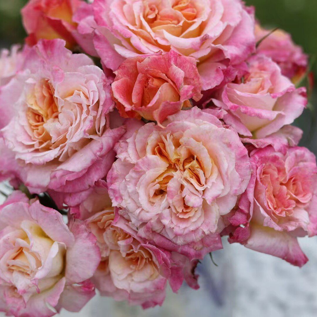 玫瑰半岛 月季  温暖  靓丽颜色多变 丰花品种开花机器