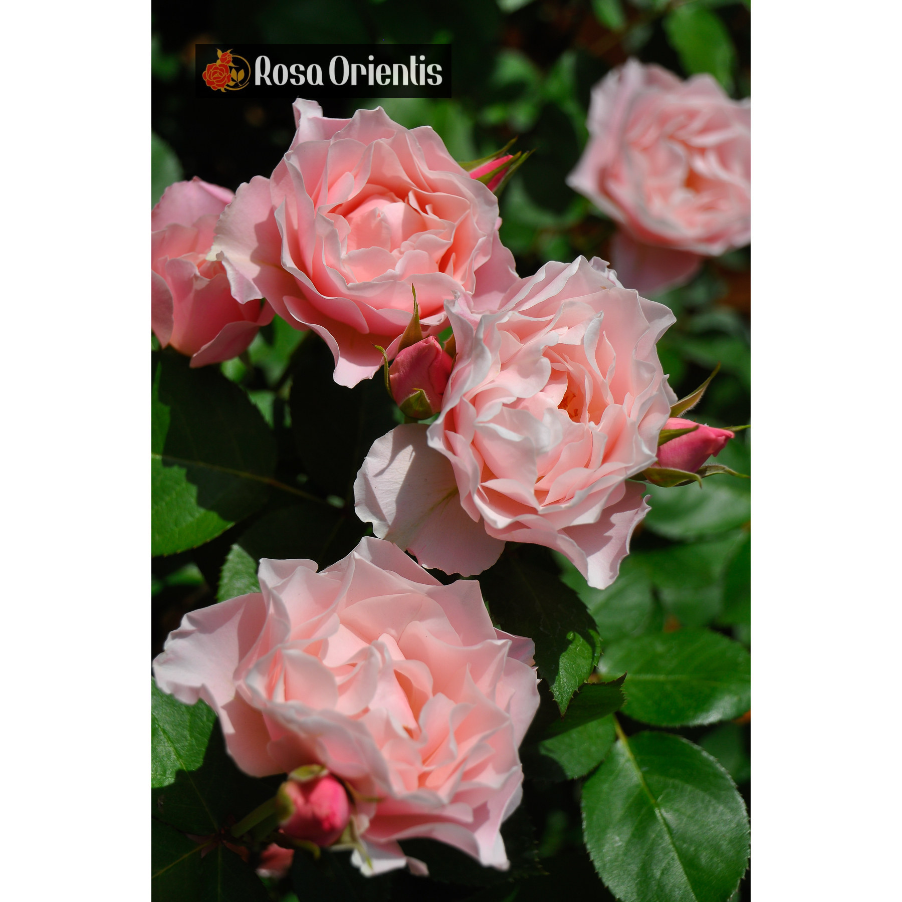 玫瑰半岛 月季达芙妮 抗病耐热 丰花月季,鲜花速递/花卉仿真/绿植园艺,月季/蔷薇/玫瑰,淘宝优惠券,粉丝福利购,淘宝优惠卷