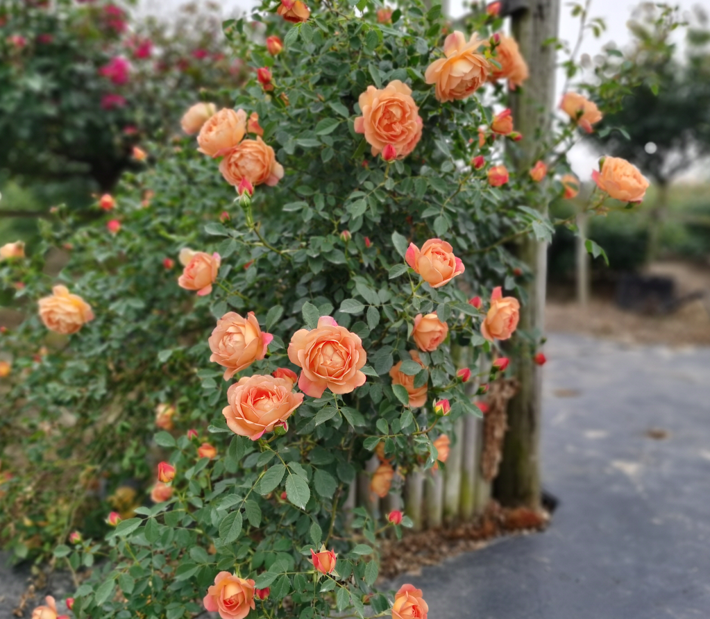 玫瑰半岛  藤本月季 夏洛特夫人 爬藤拱门奥斯汀爬藤盆栽花苗,鲜花速递/花卉仿真/绿植园艺,月季/蔷薇/玫瑰,淘宝优惠券,粉丝福利购,淘宝优惠卷