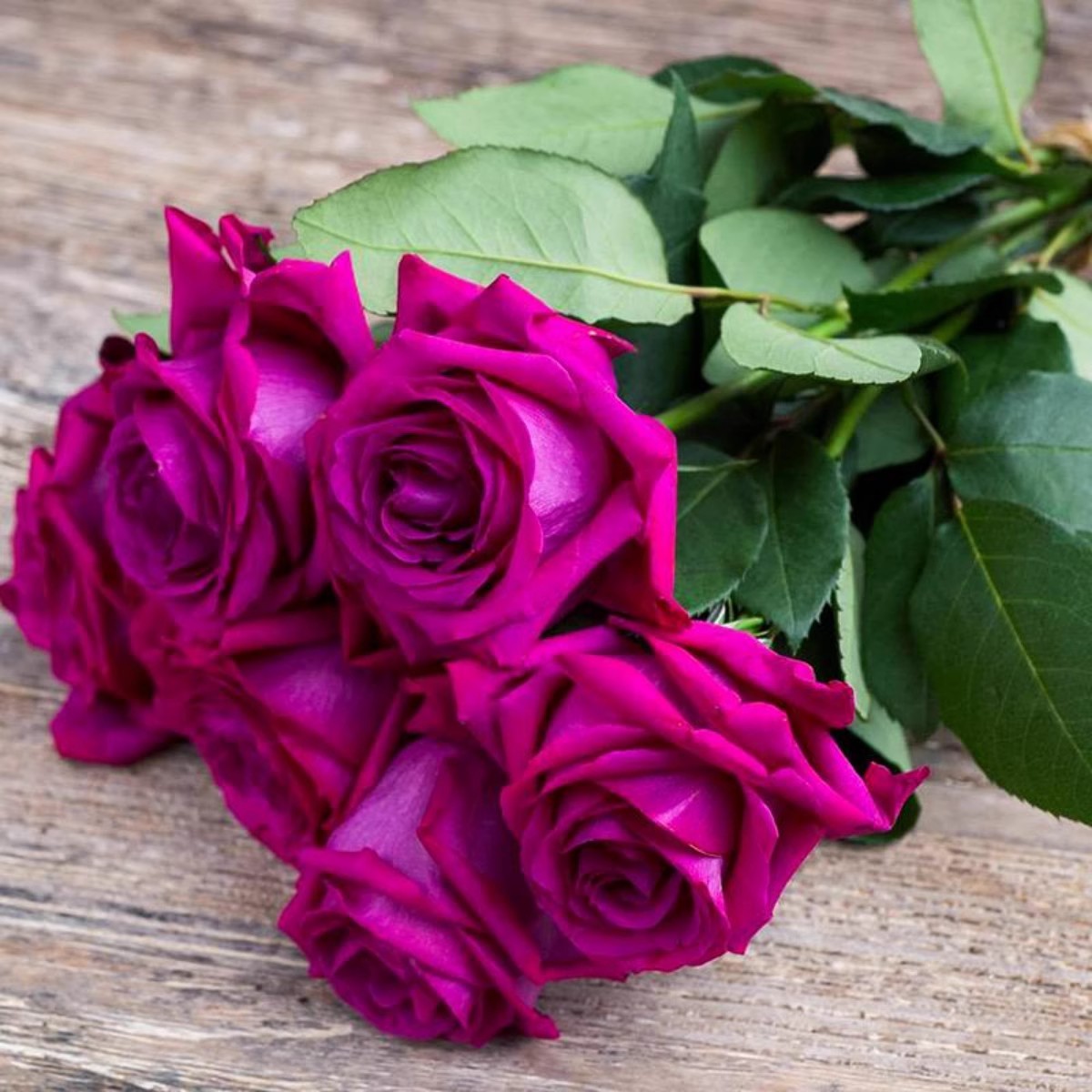 玫瑰半岛  美人丽芙 大花浓香直立切花阳台盆栽玫瑰月季