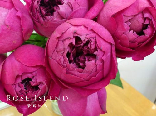 月季浓香大花灌木秋日胭脂