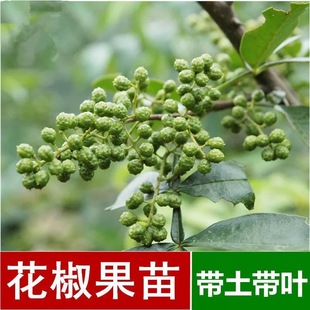 四川雅安非重庆藤椒贡椒树苗假一赔十带土发货