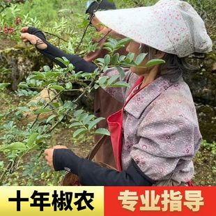 四川雅安非大红袍汉源贡椒树苗假一赔十带土发货