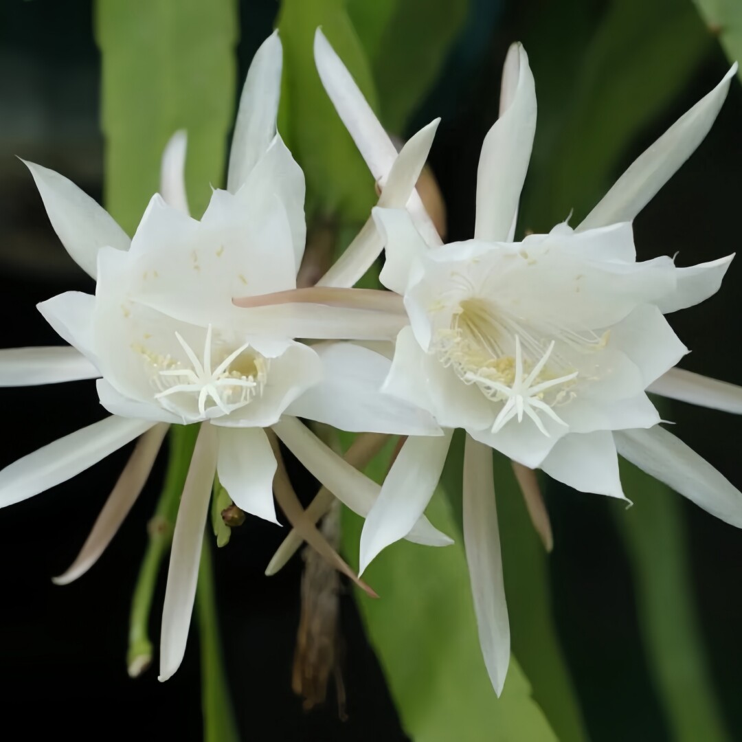 深山花奴大盆栽昙花苗