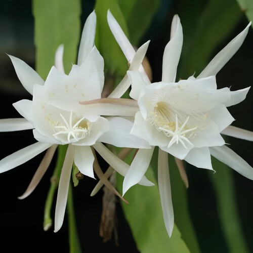 深山花奴大盆栽昙花苗