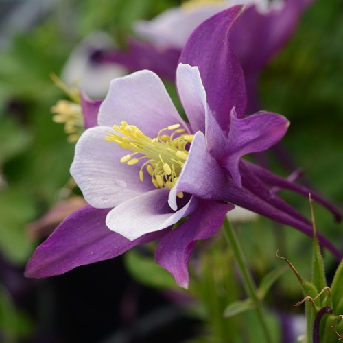 深山花奴盆苗耧斗菜苗大花耧斗菜多年生草本植物耐寒阳台庭院花卉