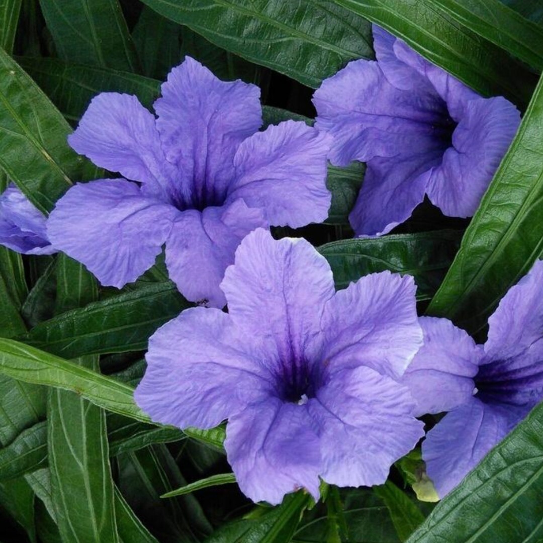 矮生芦莉草草本花卉夏秋开花