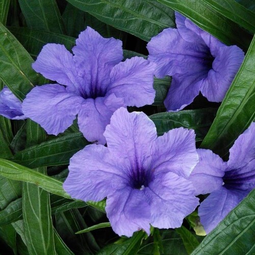 矮生芦莉草草本花卉夏秋开花