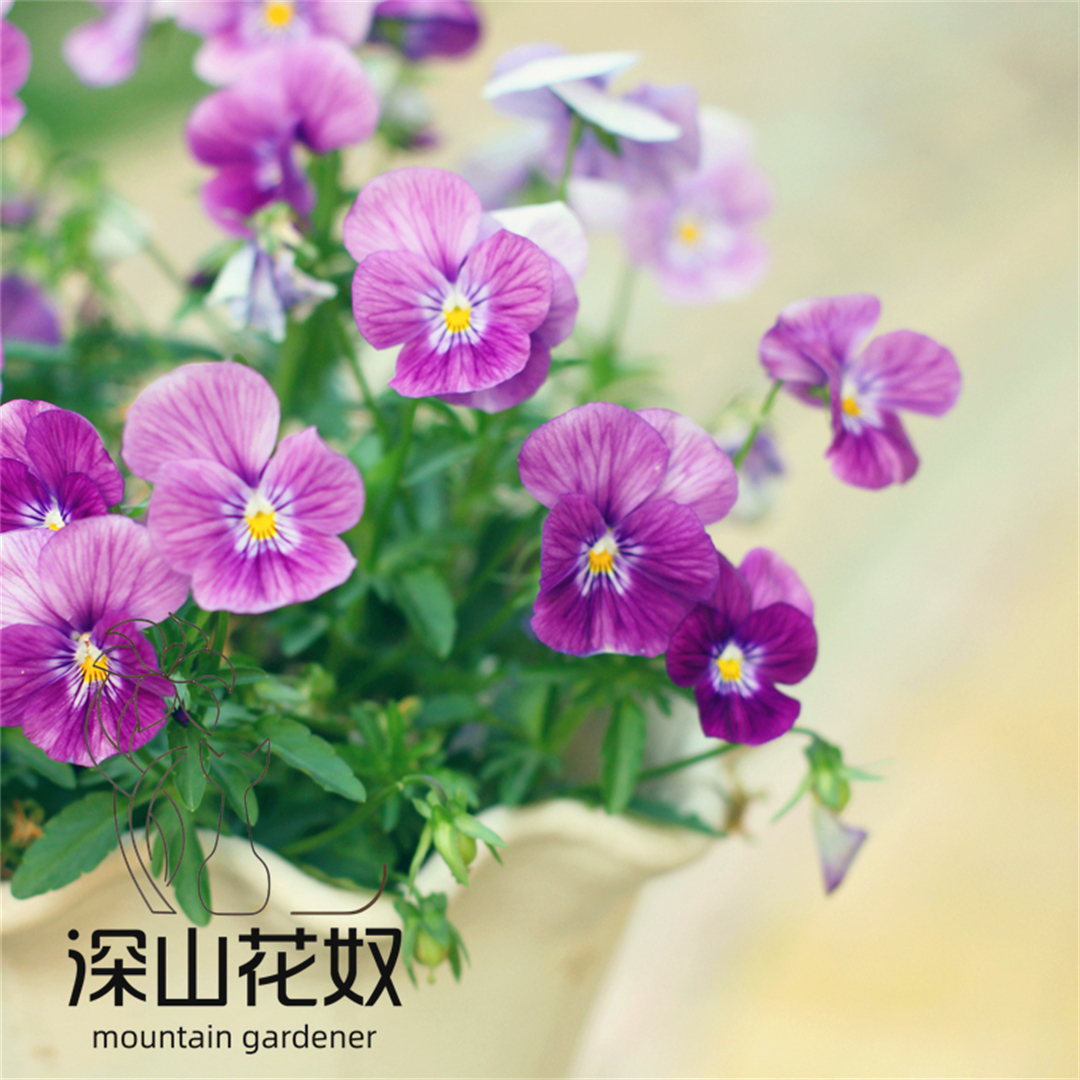 角堇幼苗深山花奴三色堇阳台耐寒