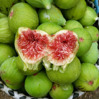 深山花奴 无花果树果苗带果盆栽加州黑绿早特大果南北方果树耐寒