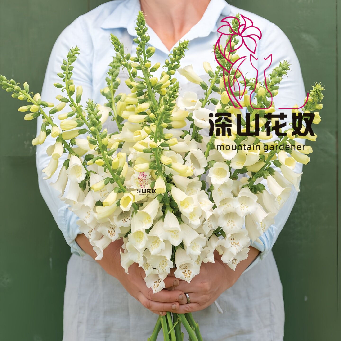 深山花奴【幼苗】毛地黄宫殿粉豹斑点桃粉庭院花境阳台观花植物,鲜花速递/花卉仿真/绿植园艺,时令草本花卉,淘宝优惠券,粉丝福利购,淘宝优惠卷