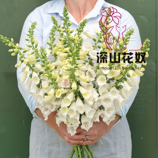 深山花奴【幼苗】毛地黄宫殿粉豹斑点桃粉庭院花境阳台观花植物