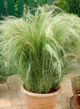 深山花奴盆苗种苗观赏草苔草光纤草兔尾草马蹄金针茅花境组合盆栽