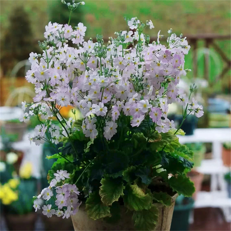 阳台花卉春天开花四季樱草