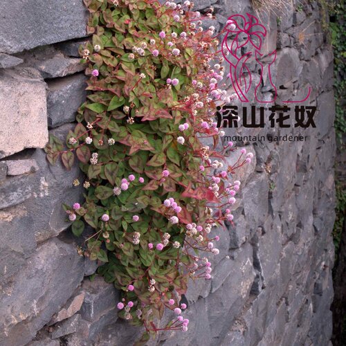 深山花奴头花蓼盆栽耐热耐寒