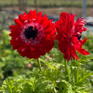 深山花奴  银莲花盆苗和谐珍珠色单瓣重瓣多年生耐寒花园阳台庭院