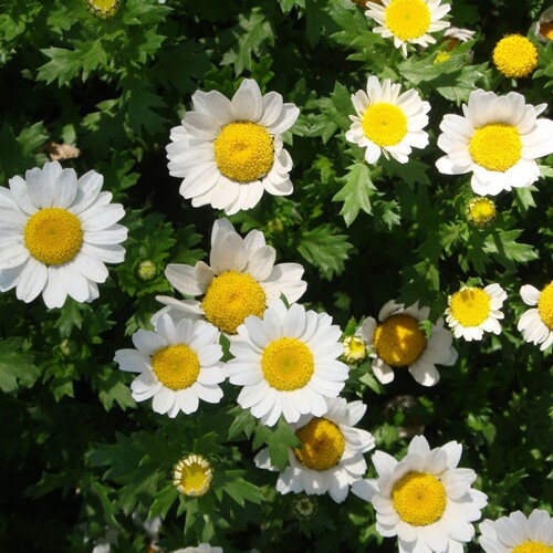 白晶菊盆栽搭配春夏开花耐寒阳台