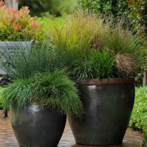 深山花奴种苗观赏草苔草朝雾草兔尾草马蹄金针茅花境组合盆栽