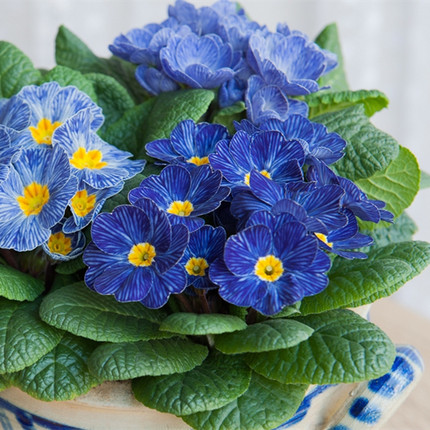 深山花奴【盆苗】春季花卉报春耐寒阳台庭院条纹蓝斑马蛋挞年宵花