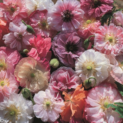 深山花奴虞美人苗雪莉灰阳台花卉