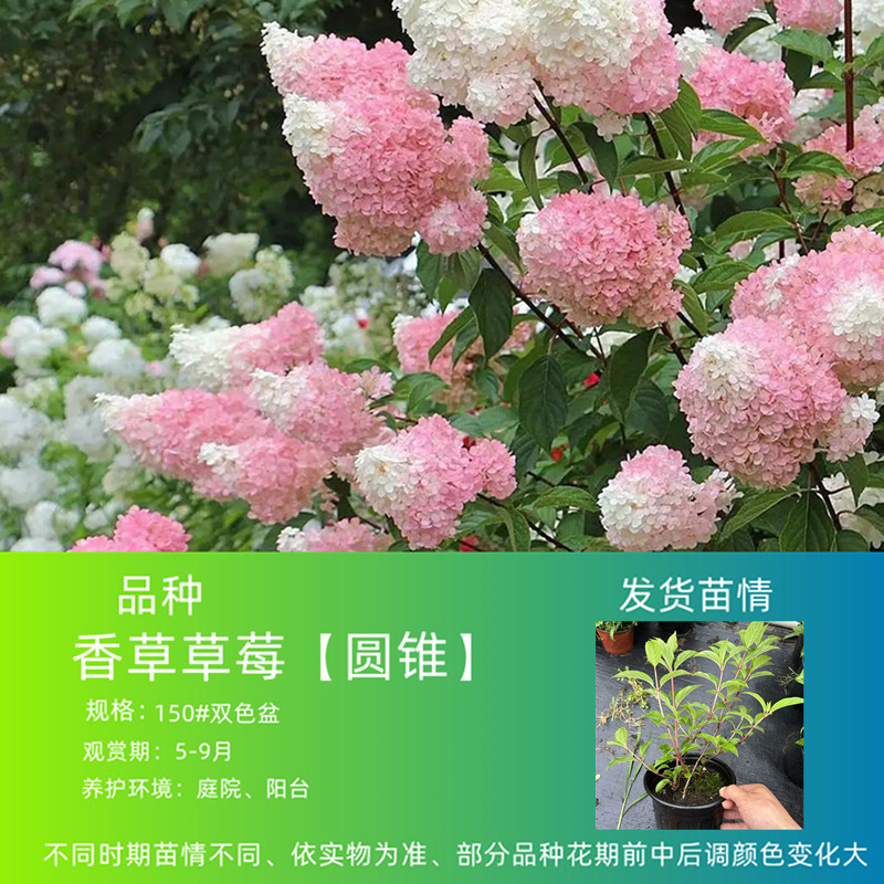 圆锥绣球重瓣绣球妖精之瞳 银河纱织 香草草莓 圆锥 乔木庭院阳台