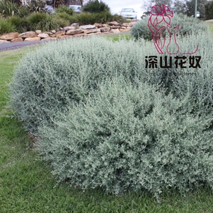 深山花奴银叶仓鼠盆栽多年生澳大利亚匍匐盐灌木植物易活耐寒耐热