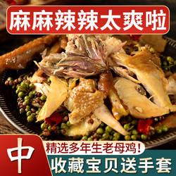 佳致正宗椒麻鸡手撕麻椒鸡整只河南特产烧鸡麻辣鸡熟食年货礼盒