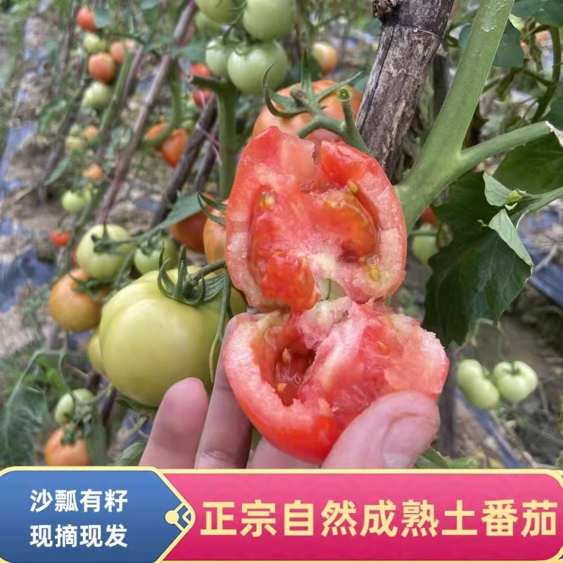 老品种农家有机肥种植番茄沙瓤露天小番茄新鲜自然熟西红柿