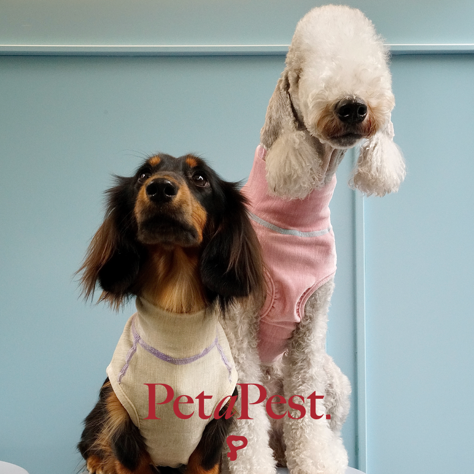 PetaPest 2024秋冬宠物丝绒撞色四针六线高领弹基础百搭猫狗背心,宠物/宠物食品及用品,狗宠物服装/雨衣,淘宝优惠券,粉丝福利购,淘宝优惠卷