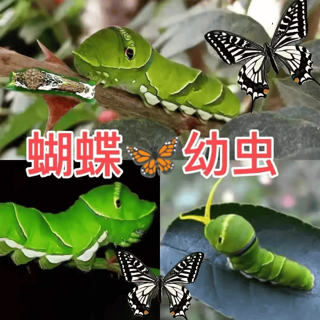 毛毛虫柑橘凤蝶蝴蝶虫蝶卵蛹笼子