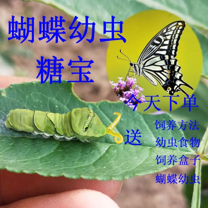柑橘凤蝶幼虫活体蝴蝶蛹卵宠物
