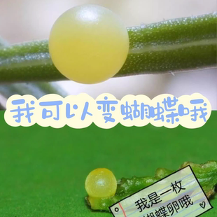 蝴蝶卵柑橘凤蝶卵蝴蝶虫卵蝶蛹活体可孵化出蝴蝶幼虫毛毛虫昆虫笼