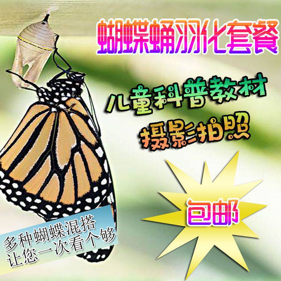 网红蝴蝶蛹 真蝴蝶 儿童科普蝴蝶羽化套餐蝴蝶饲养幼儿园观察蝴蝶