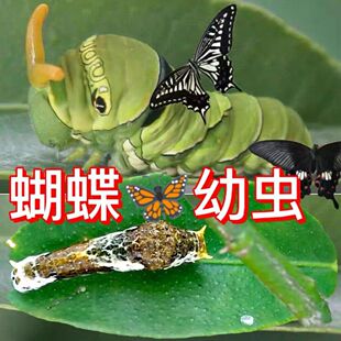 柑橘凤蝶幼虫蝴蝶卵蝴蝶蛹玉带食物叶子毛毛虫养殖套餐蚕宝宝活体