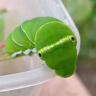 活蝴蝶毛毛虫活体宠物爬宠食物叶子柑橘凤蝶蝴蝶虫卵蝴蝶蛹可孵化