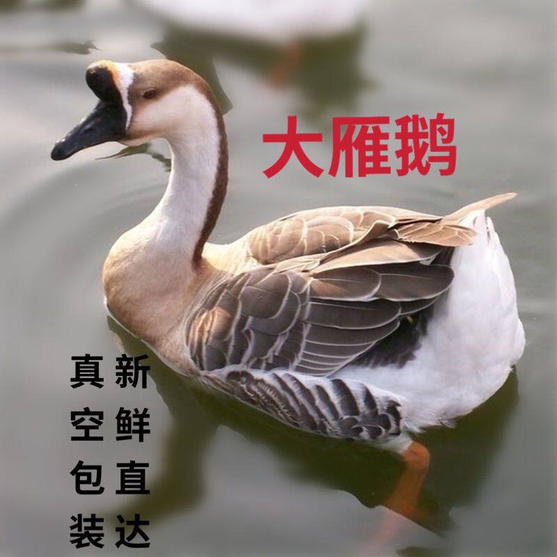 整只大雁鹅查干湖周边大雁鹅现杀东北大雁大雁 大雁鹅送礼 礼盒装